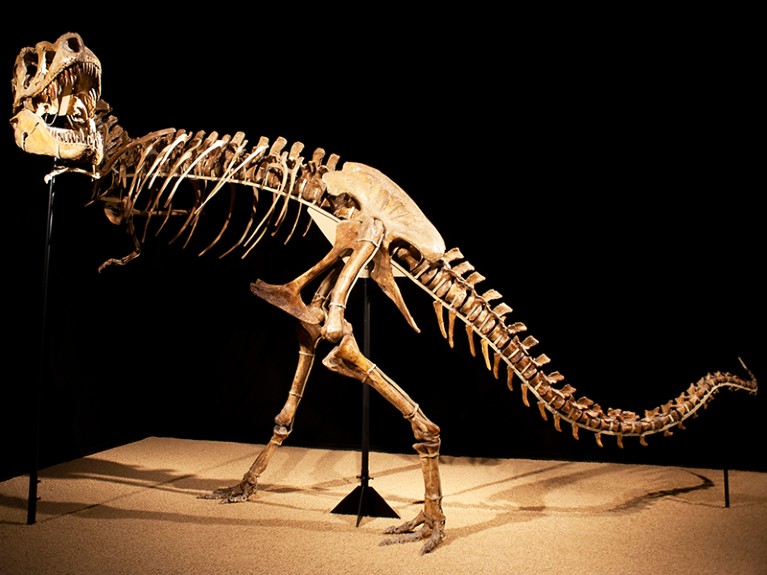 Dinosaur skeleton in a museum display, standing on its hind legs.