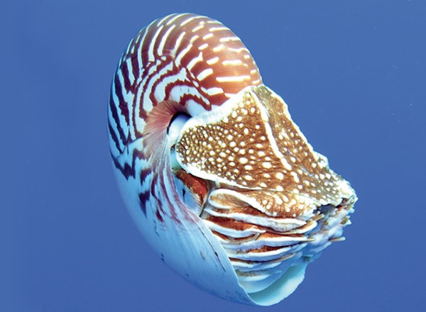 A nautilus with a white-and-maroon striped shell, floating in the blue of the ocean, looking like the living fossil that it is.
