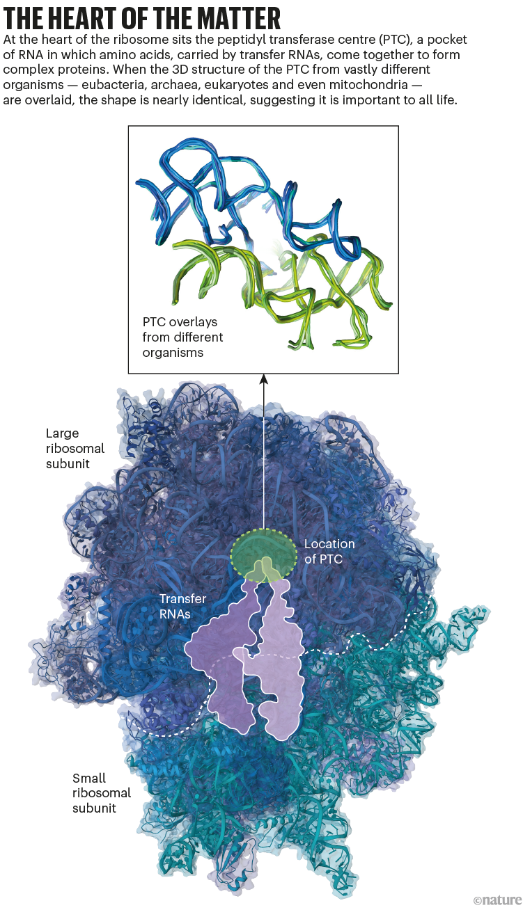 The heart of the matter: a graphic that shows the location of the PTC, an RNA structure that is highly conserved, in a ribsome..