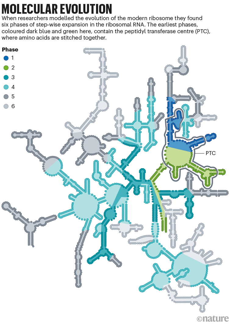 Molecular evolution: a graphic that shows how the RNA structure of the ribosome has evolved in 6 phases over time.