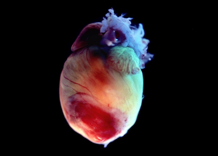 A mouse heart used in stem cell research, showing death of cardiac muscle tissue at the bottom (red).