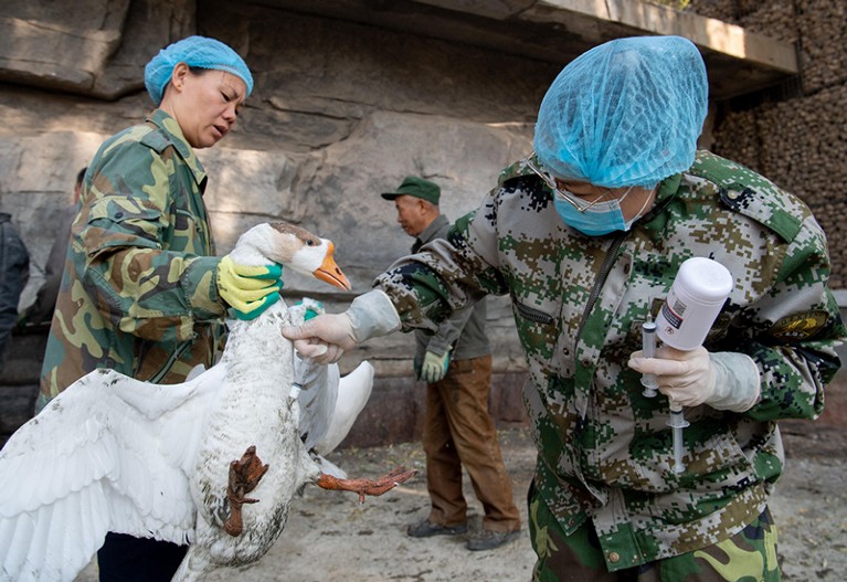 A veterinarian injects avian flu vaccine into a goose in Taiyuan, Shanxi Province of China.