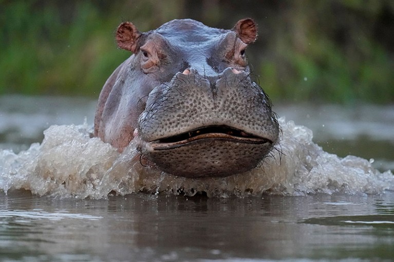Face on view of a head of a hippo emerging from the waters of the Magdalena river in Colombia