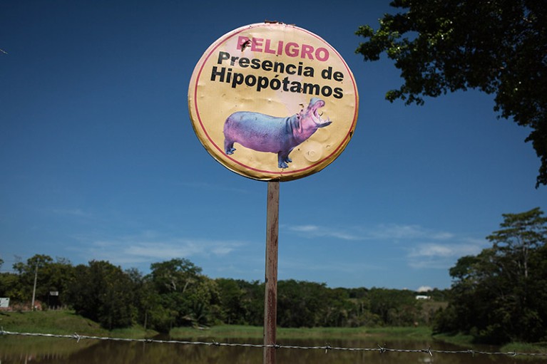 A round warning sign with the text 'peligro presence de hipopotames' and a picture of a hippo on a river bank