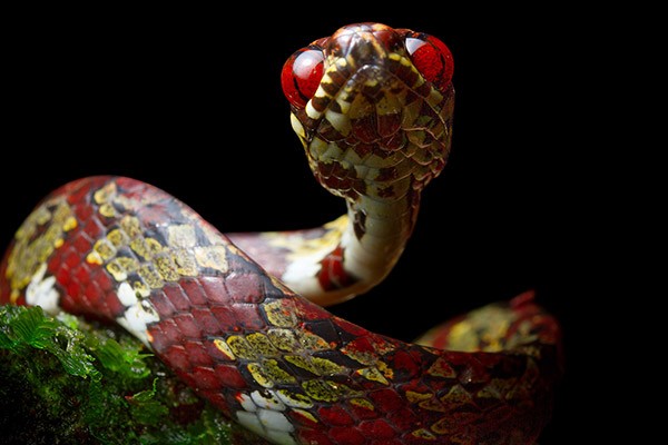 A close-up of a skinny, maroon-yellow-white patterned snake. The snake’s delicate body is draped across the front of the photo.