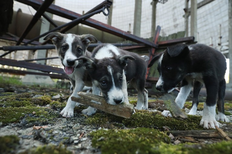 Low-angle close-up view of three stray puppies playing with a piece of wood