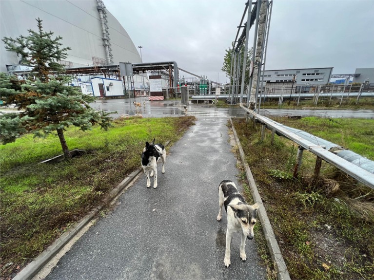 Stray Chernobyl dogs stand outside the New Safe Confinement Structure