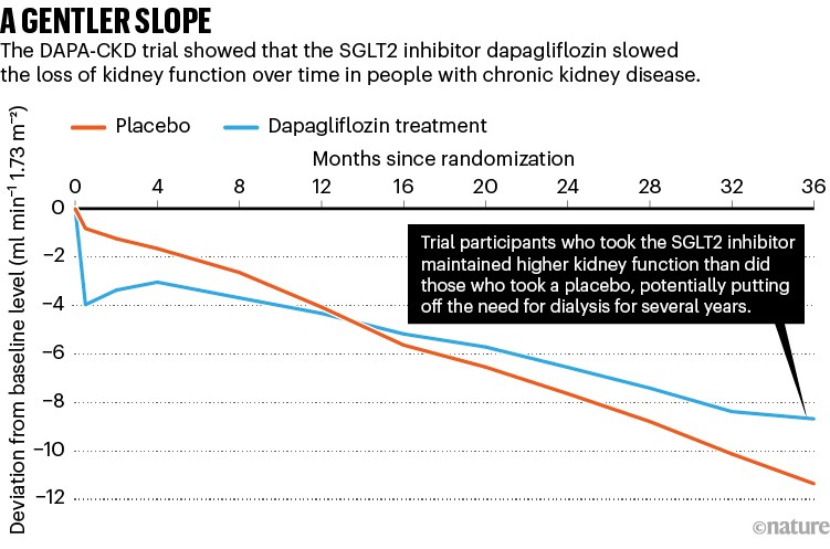 A gentler slope: line graph showing the effect of dapagliflozin on slowing loss of kidney function