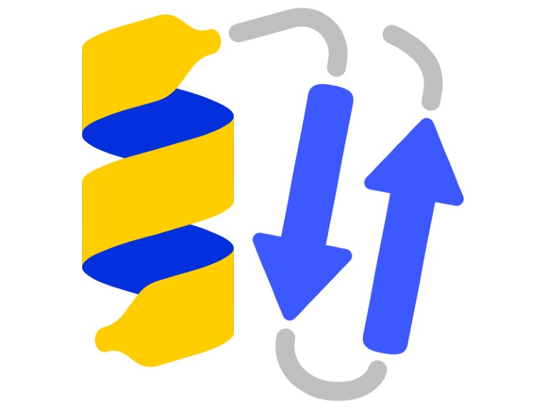 Cartoonof a blue and yellow helical ribbon, grey strands and two blue arrows.