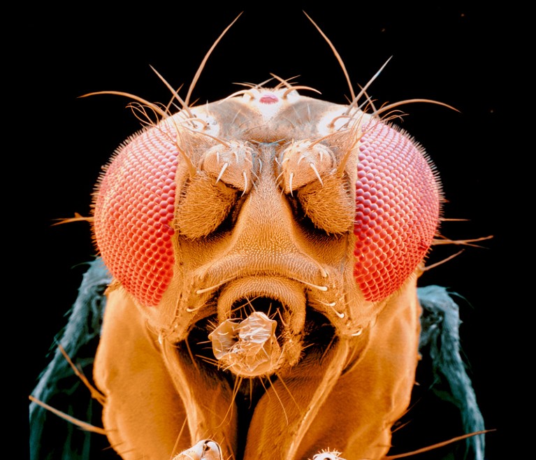 Coloured Scanning Electron Micrograph of the head of a fruit fly on a black background
