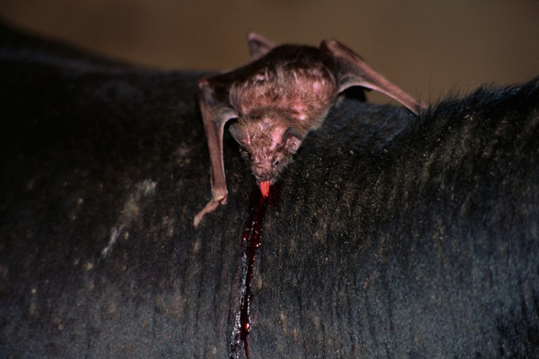 Close-up of a vampire bat feeding on cow blood
