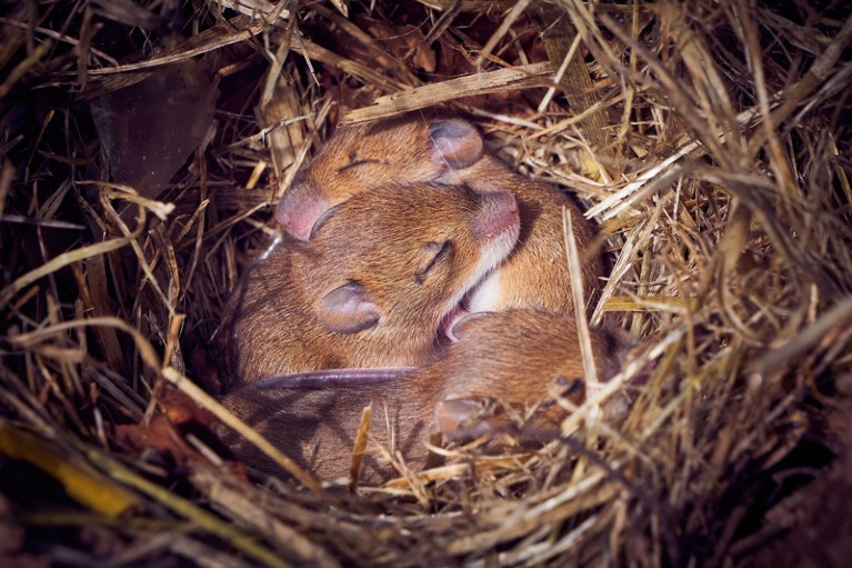 Three sleeping baby mice curled up in a nest