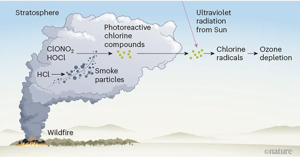 Infographic showing a cloud form when a wildfire rises into the stratosphere.