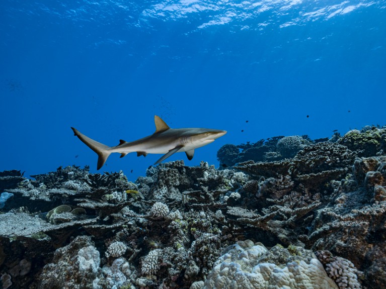 Grey reef shark (Carcharhinus amblyrhynchos) is patrolling the coral reefs of Rikitea.
