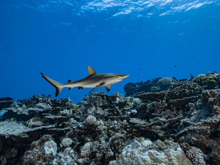 灰礁鲨(Carcharhinus amblyrhynchos)正在利基提岛的珊瑚礁上巡逻。