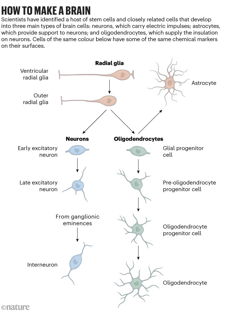 How to make a brain: Diagram showing how stem cells and closely related cells develop into three main types of brain cells.