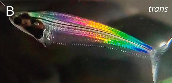 A glass catfish swimming in an aquarium showing the iridescent rainbow colours as light shines through its body.