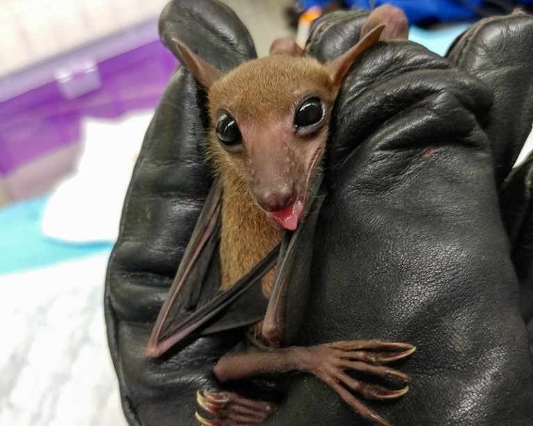 Close-up of a researcher holding a cave nectar bat pup with gloved hands