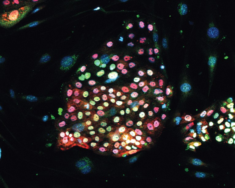 Immunofluorescence image of stained bat pluripotent stem cells
