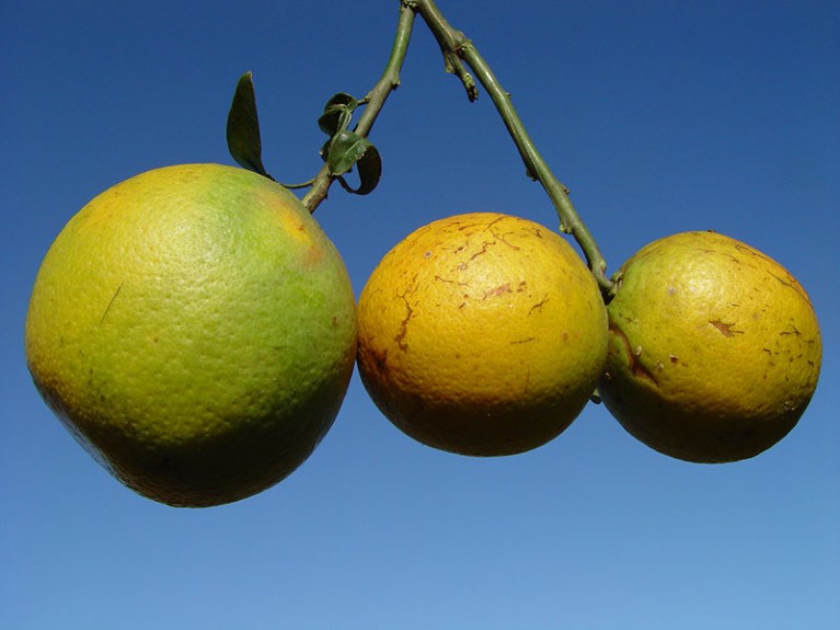 Three oranges hang from a branch. One is healthy, the other two are small and hardened owing to Xylella fastidiosa infection.