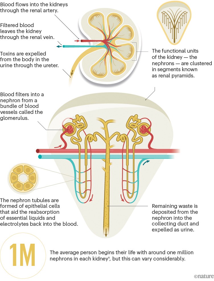 Graphic showing the anatomical arrangement of nephrons in the kidney