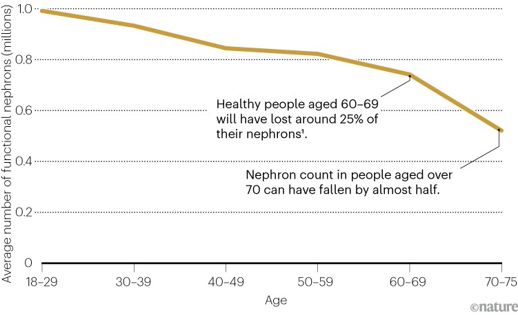 Line chart comparing the average number of functional nephrons and the age of a person