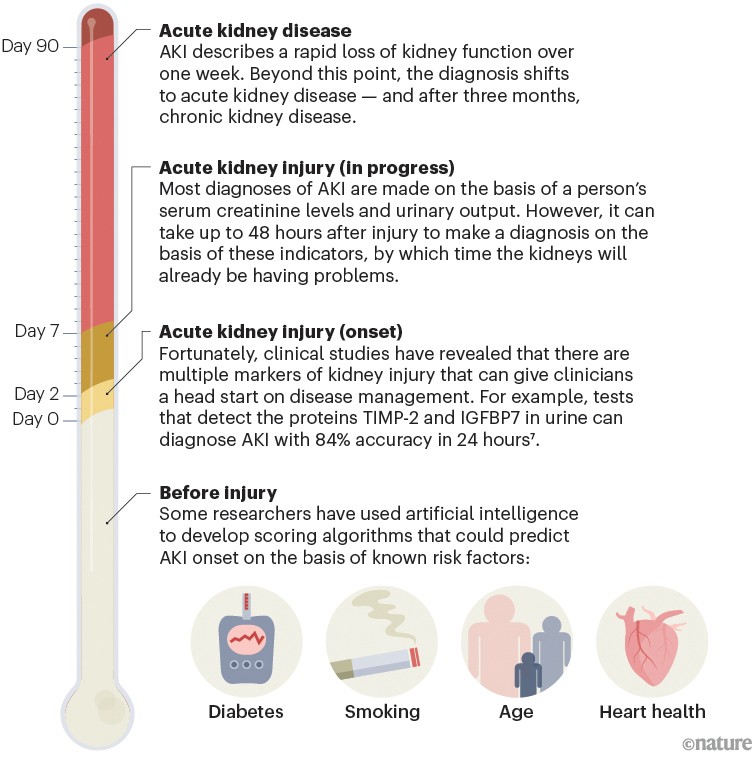 Graphic describing opportunities for diagnosing acute kidney injury sooner after onset, or predicting it before onset