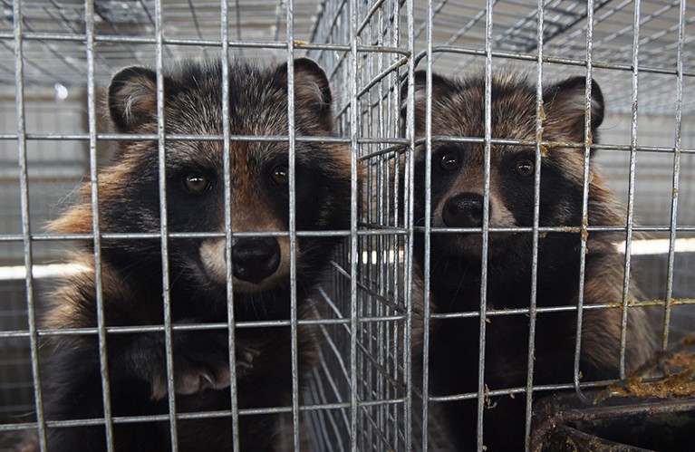 Racoon-dogs in cages at a farm which breeds animals for fur in Zhangjiakou, in China's Hebei province.