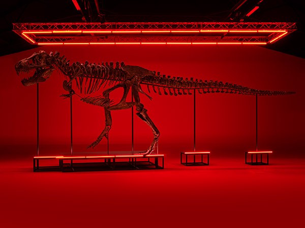 The complete skeleton of a T. rex propped up in a lifelike stance in an otherwise empty room, illuminated by eerie red lighting.