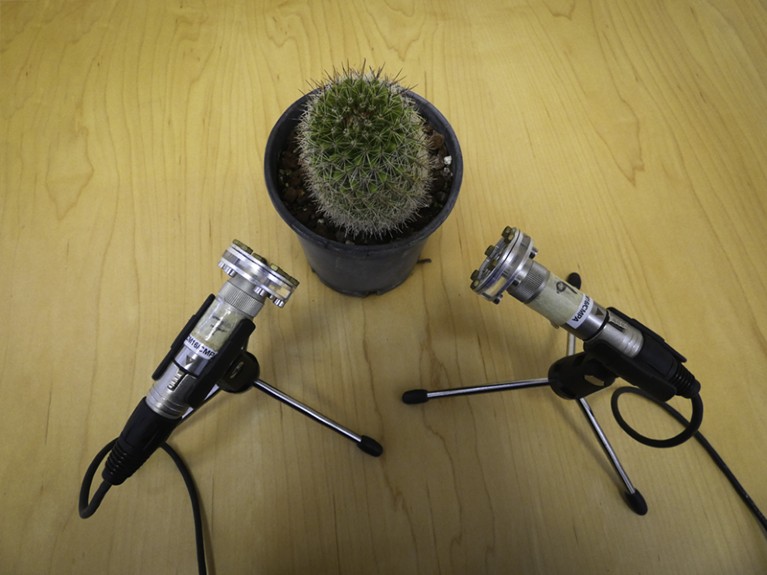 Two microphones recording a cactus.