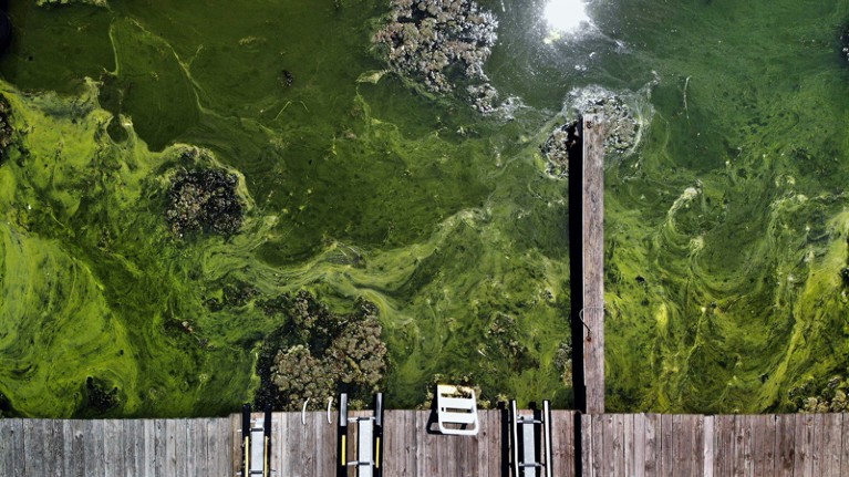 Aerial view of a green harmful algal bloom on Lake Hopatcong