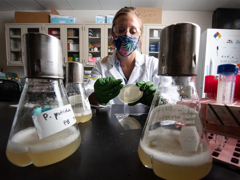 NREL researcher Alli Werner streaks Pseudomonas putida on an agar plate to isolate individual colonies.