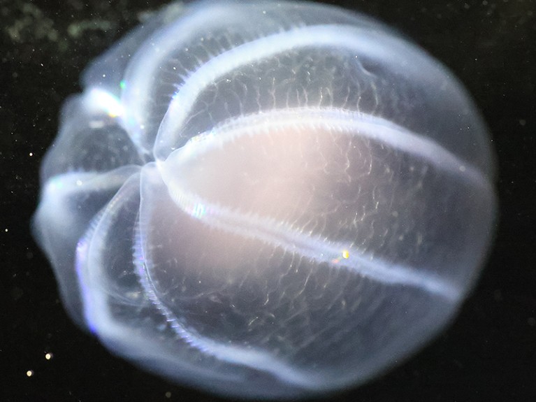 Ctenophore (Beroe sp.), aka jelly, in marine lab at Ny-Alesund, Svalbard, Norway.