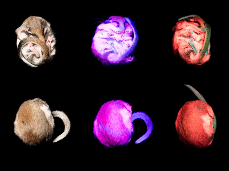 A composite of six images of a sleeping doormouse on a black background, showing the fur shining under UV light