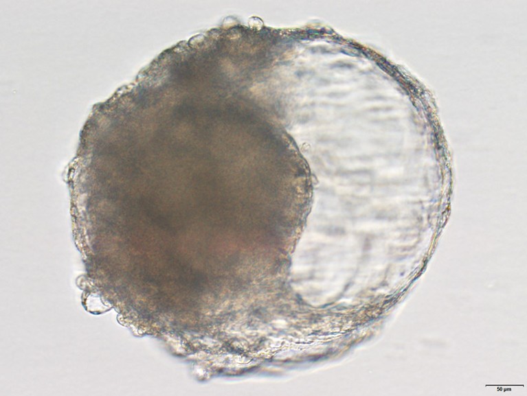 改良TDM下食蟹猴胚细胞的显微镜图像。