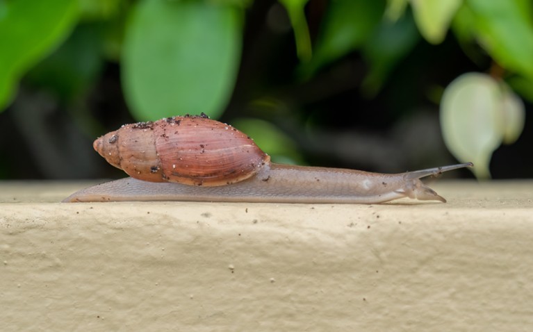 A Rosy Wolfsnail.