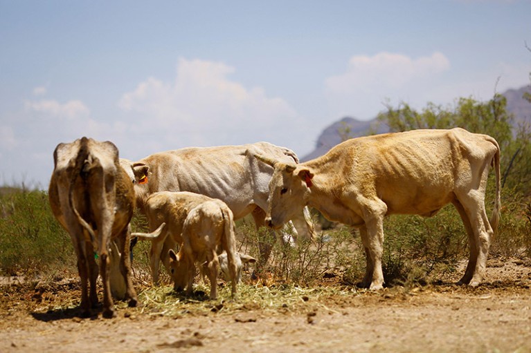 Cows affected by the drought graze in the municipality of Coyame, in Chihuahua state, Mexico August 4, 2022.