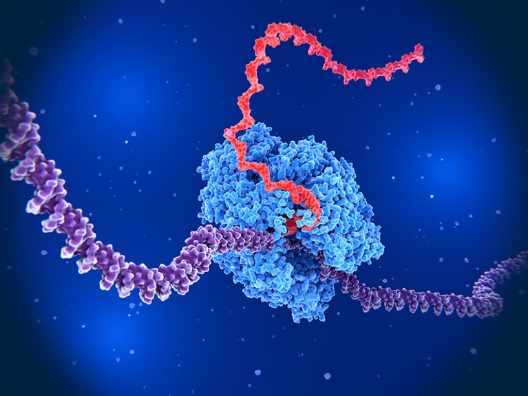 Artist's impression of RNA polymerase II transcribing DNA into RNA.
