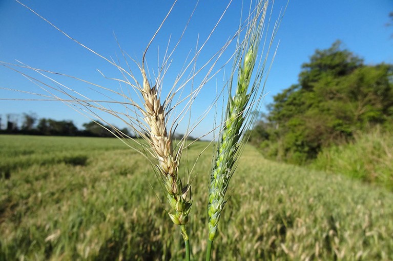 Close up view of a healthy head of wheat (right) and one damaged by a wheat blast infection (left).