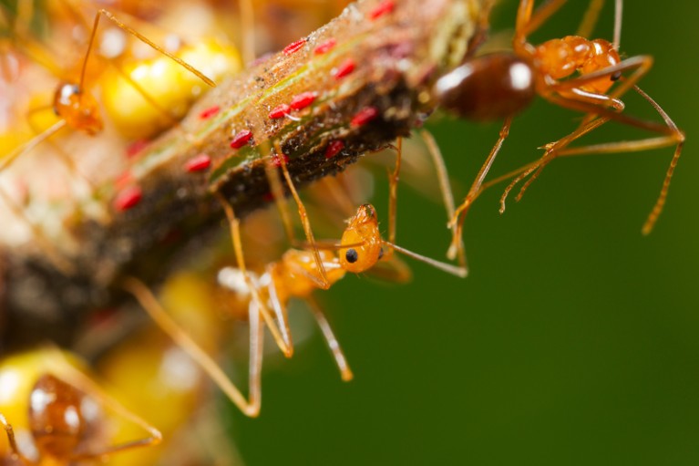 Close-up shot of yellow crazy ants