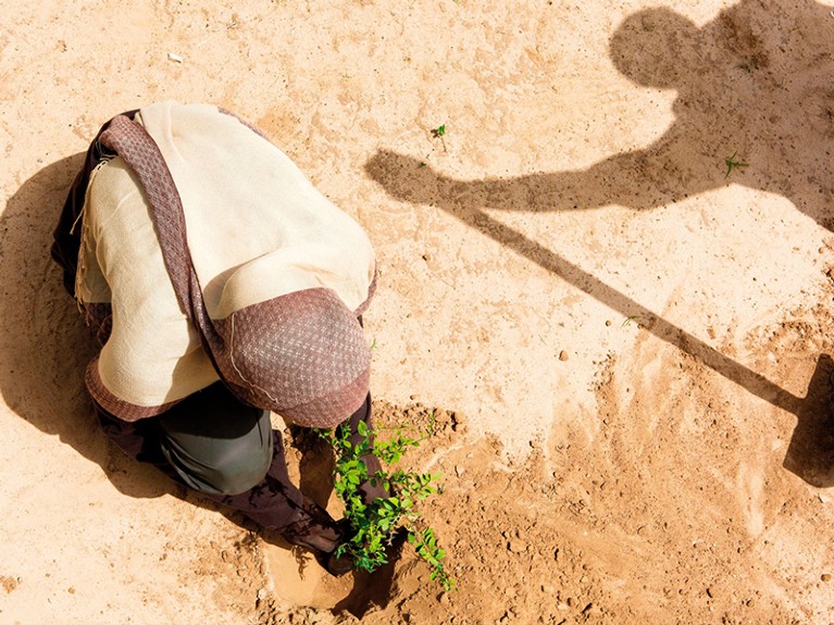 Senegal, Sahel, Ferlo region, Widou Thiengoly, planting acacia aegyptiaca.