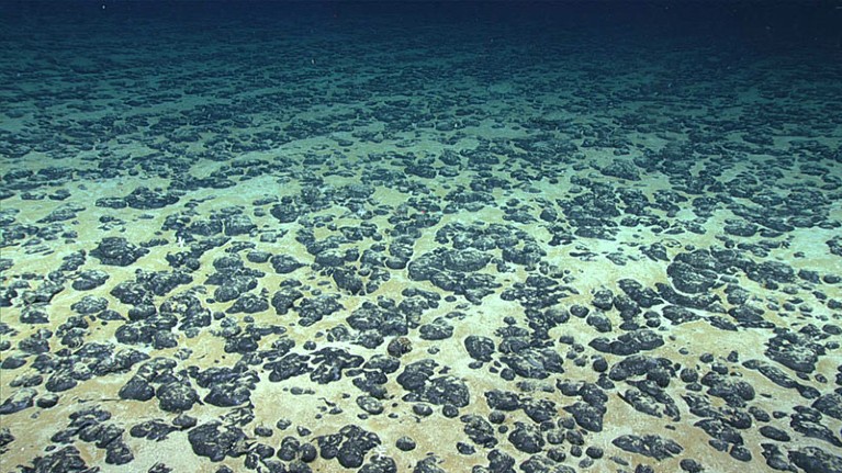 The manganese nodule covered seafloor explored during Dive 07 of the 2019 Southeastern U.S. Deep-sea Exploration.