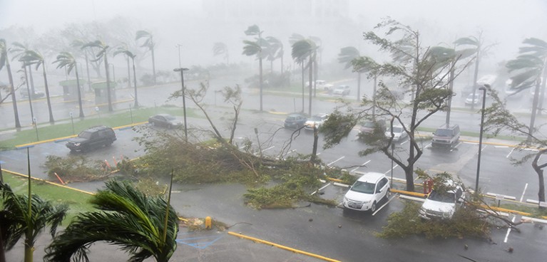Trees are toppled in a parking lot at Roberto Clemente Coliseum in San Juan, Puerto Rico, during the passage of Hurricane Maria