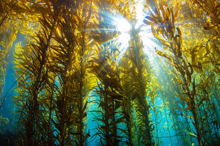 Underwater view of kelp forests off Anacapa Island in the Channel Islands National Park, CA, USA.