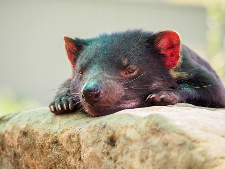 Tired looking young Tasmanian devil resting chin on a stone