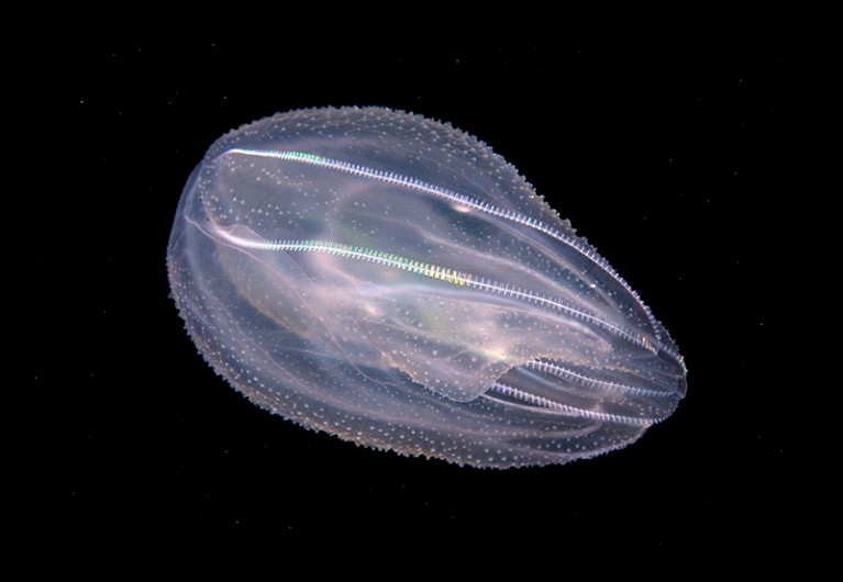 Sea Walnut, American comb jelly, Warty comb jelly or Leidy's comb jelly (Mnemiopsis leidyi)