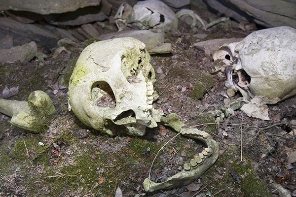 A bleached human skull lies on its side on mossy ground.