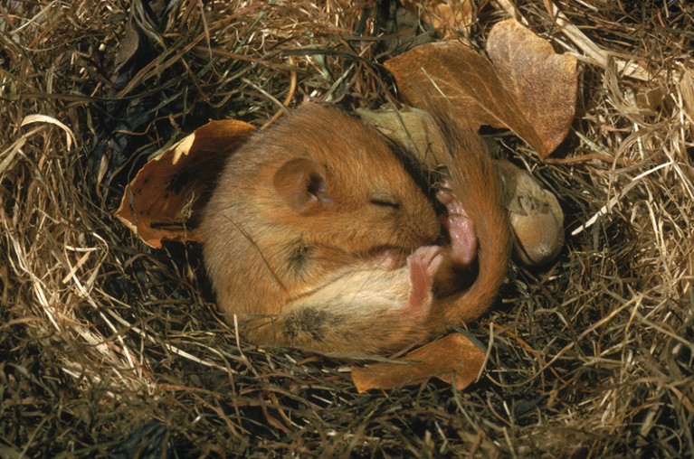Hibernating dormouse (Muscardinus avellanarius) curled up asleep in nest, Sussex, UK