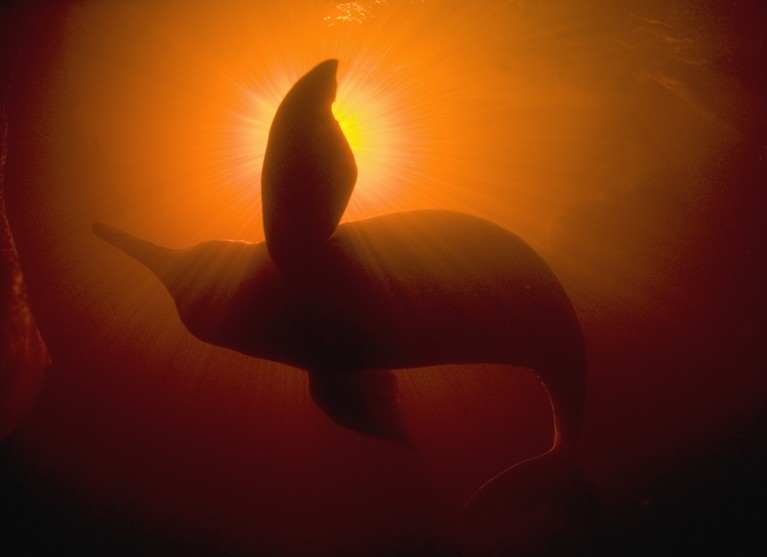 Amazon river dolphin / Boto (Inia geoffrensis) underwater with light above, Rio Negro, Amazonia, Brazil.