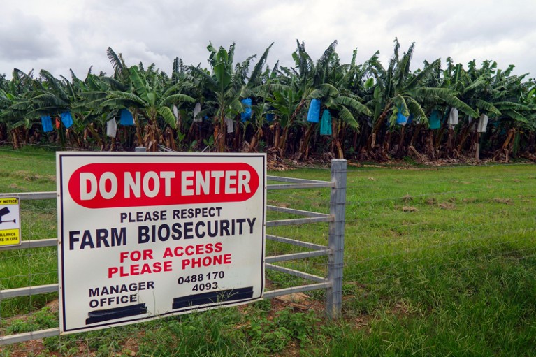A biosecurity sign stands in front of a banana farm on an overcast day